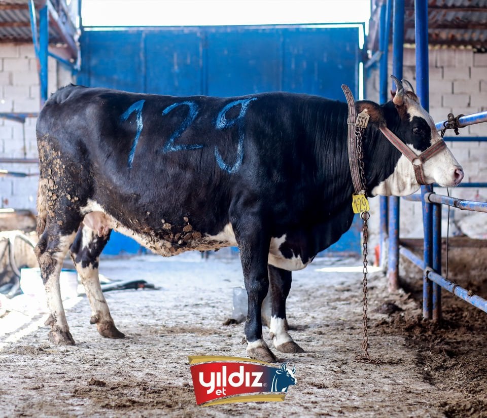 129 Düve Hissesi