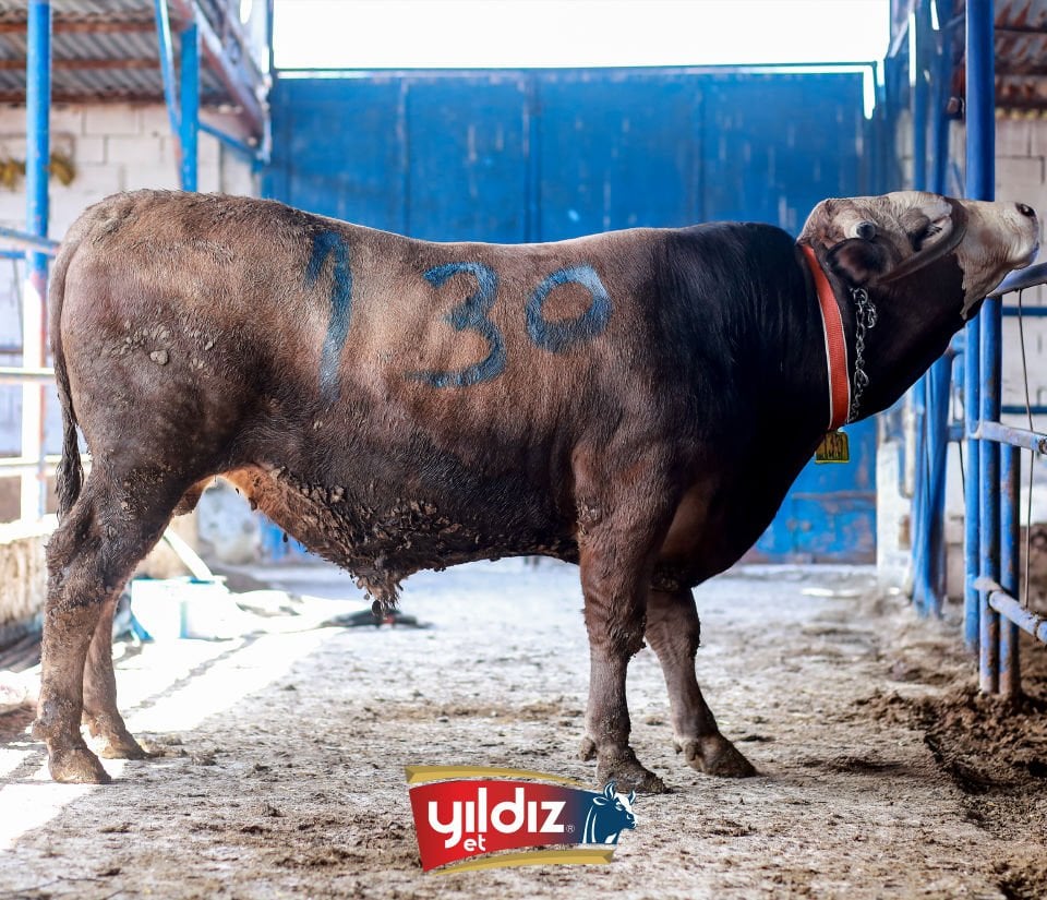 130 Tosun Hissesi