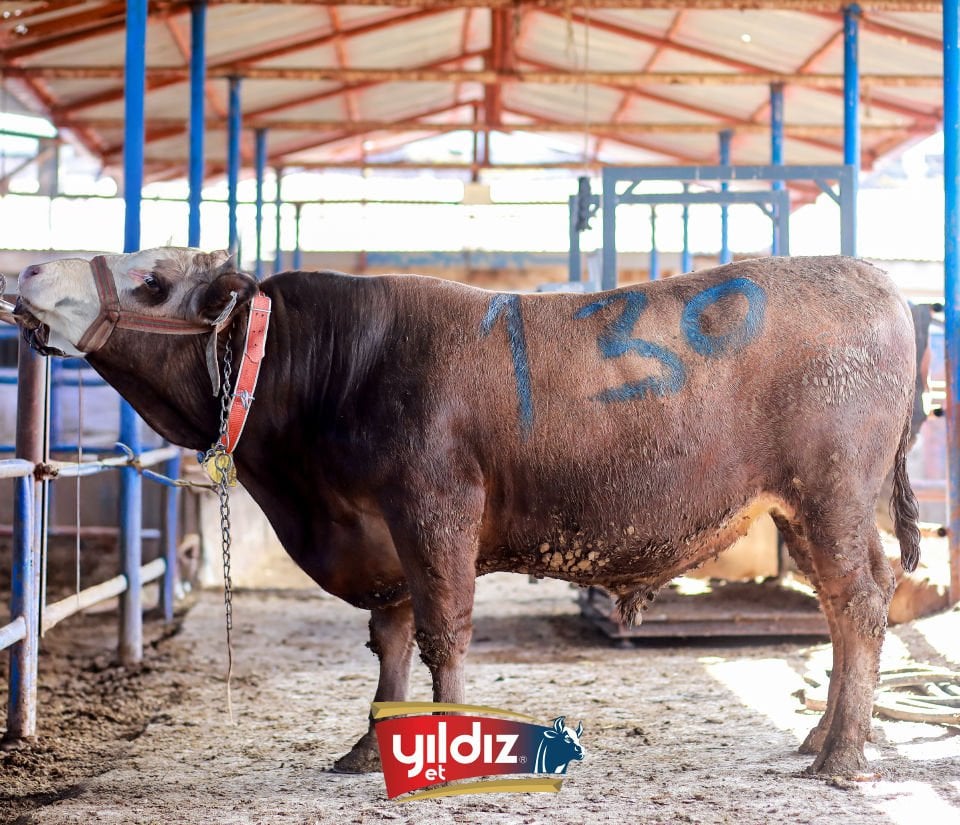130 Tosun Hissesi