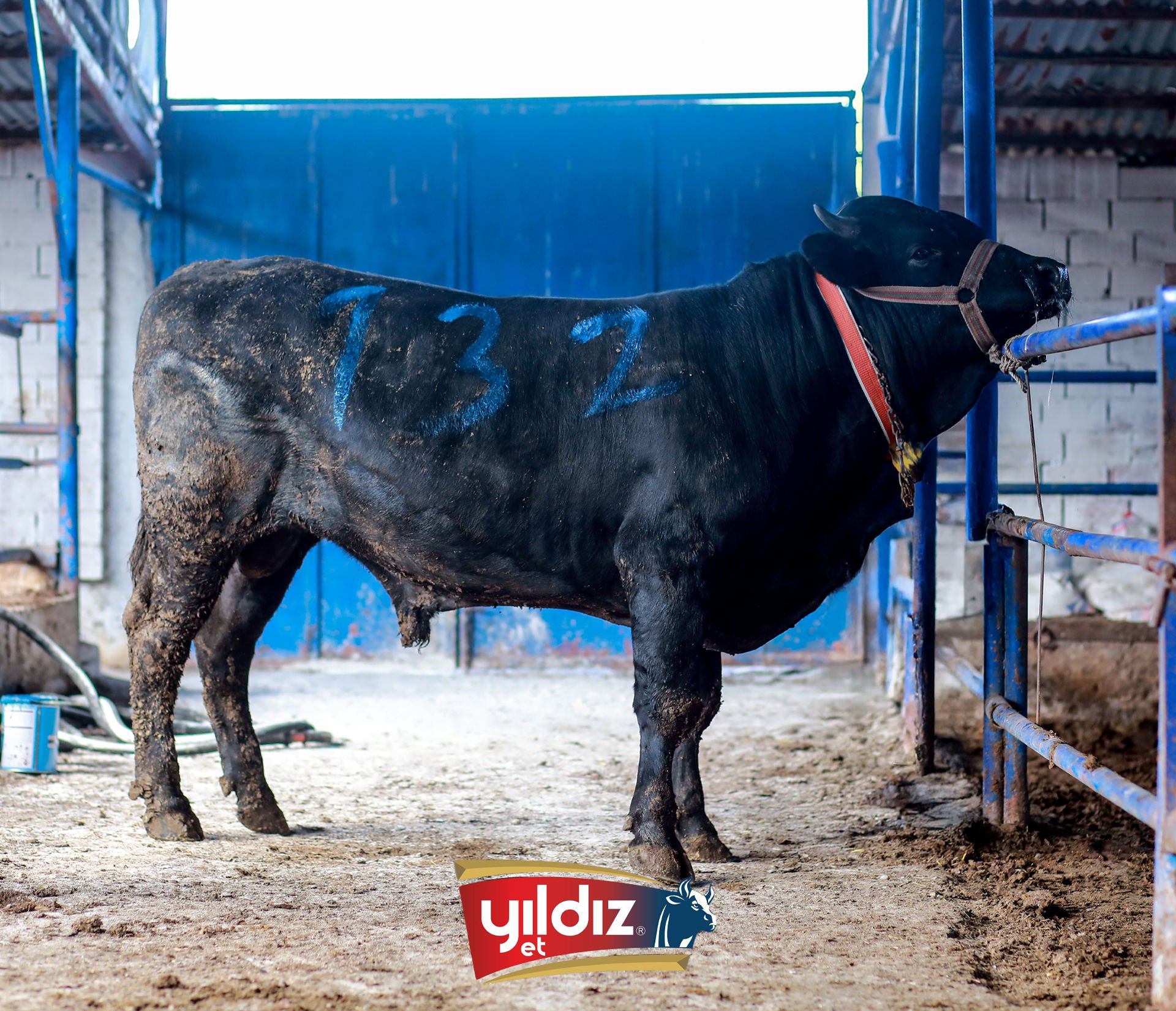 132 Tosun Hissesi