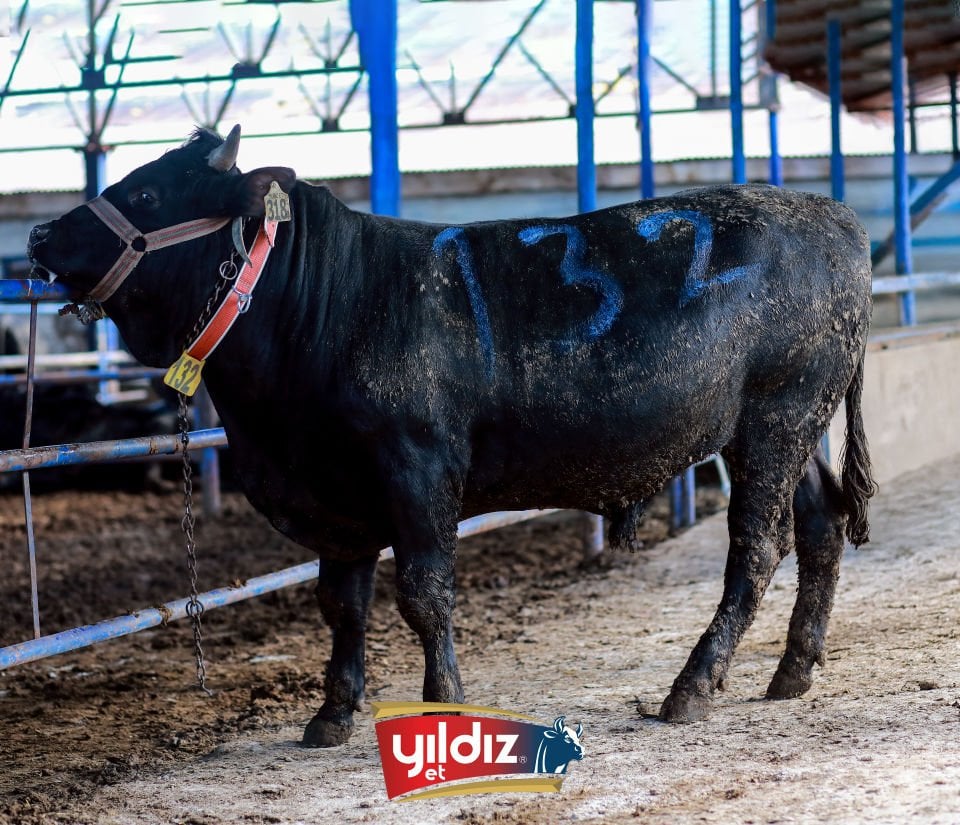 132 Tosun Hissesi