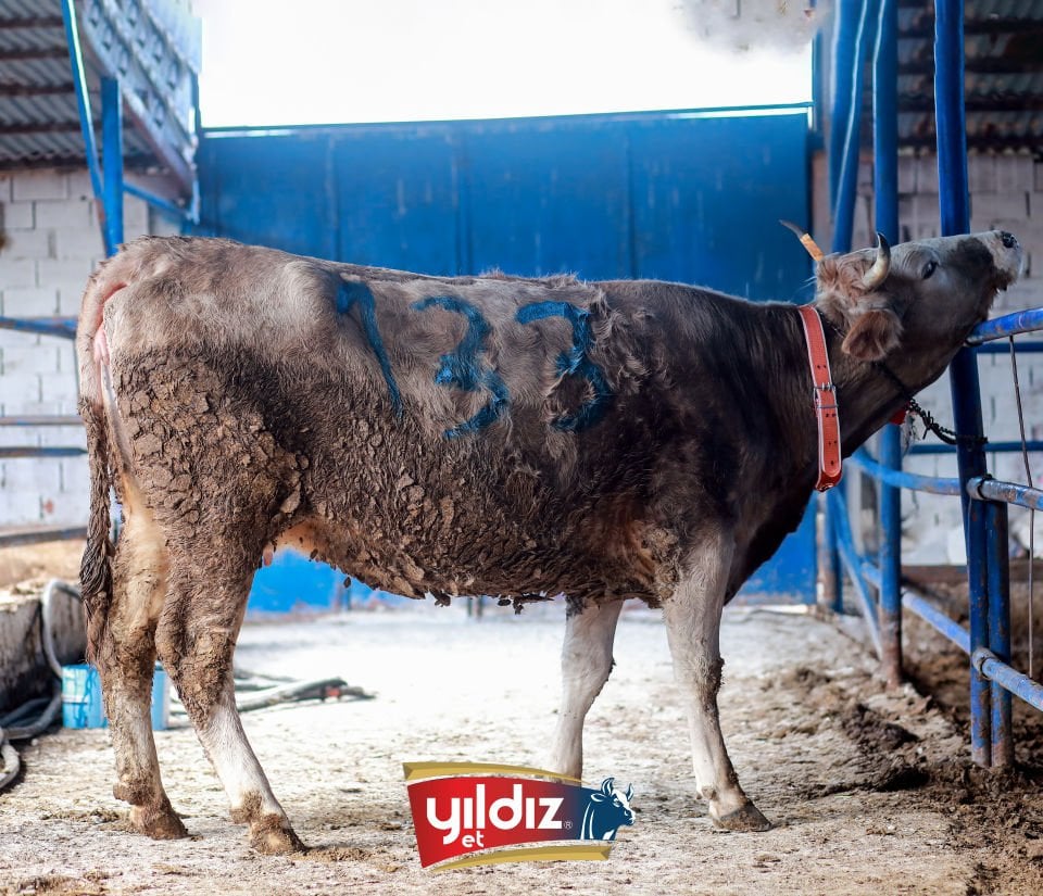 133 Düve Hissesi