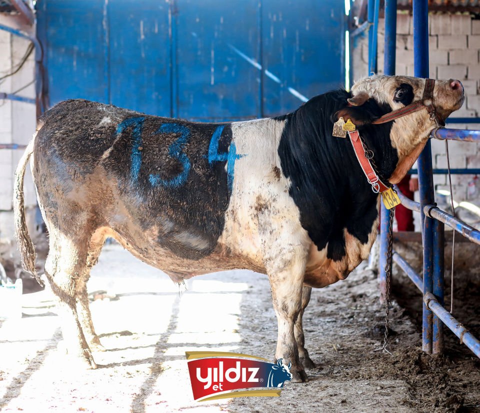134 Tosun Hissesi