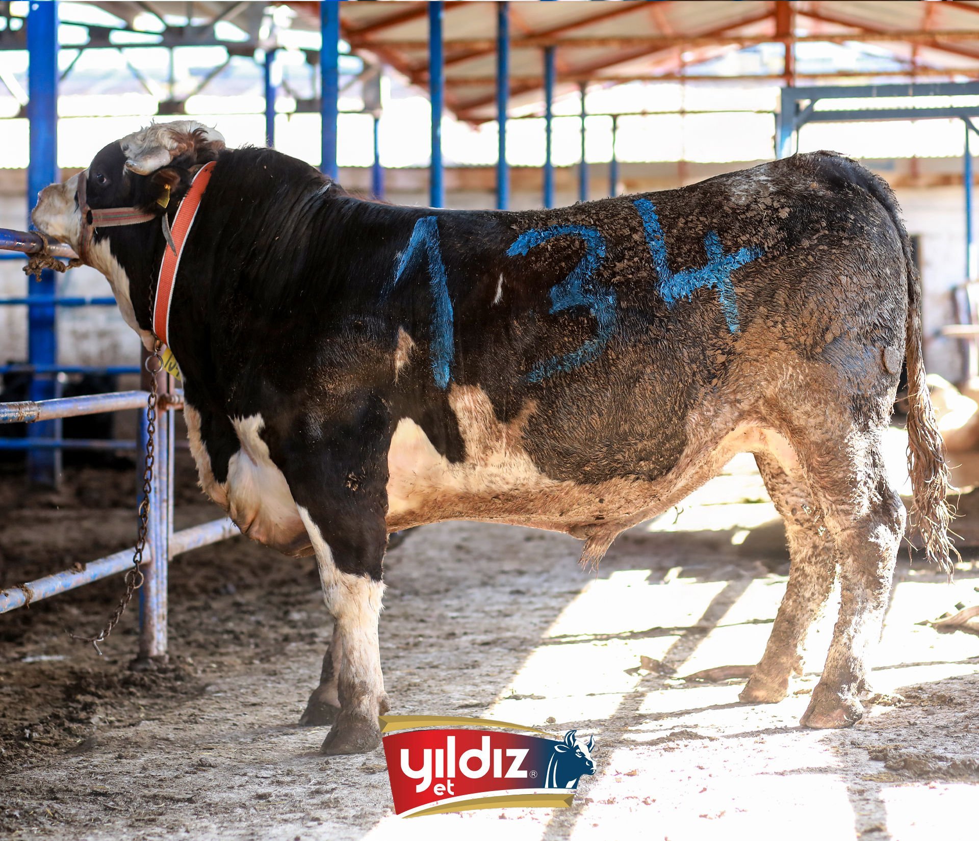 134 Tosun Hissesi