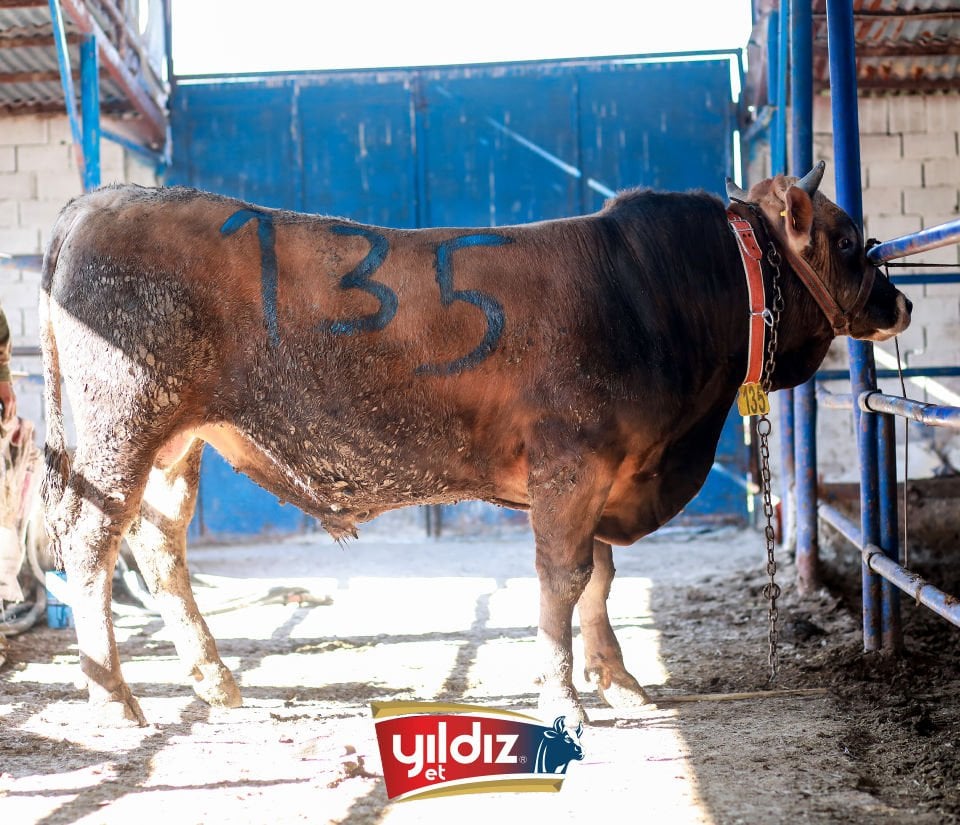 135 Tosun Hissesi