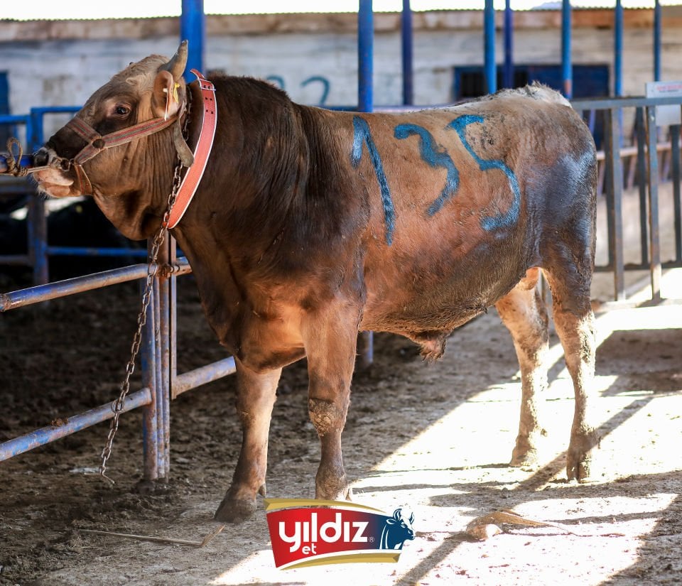 135 Tosun Hissesi
