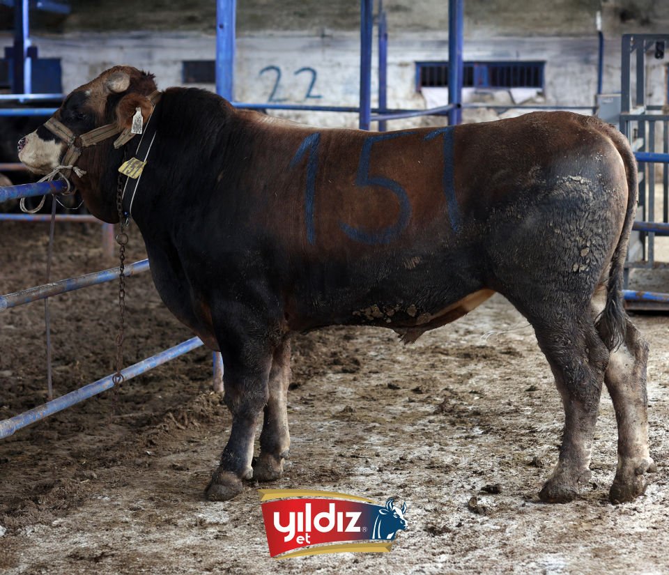 151 Tosun Hissesi