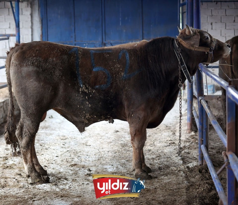 152 Tosun Hissesi