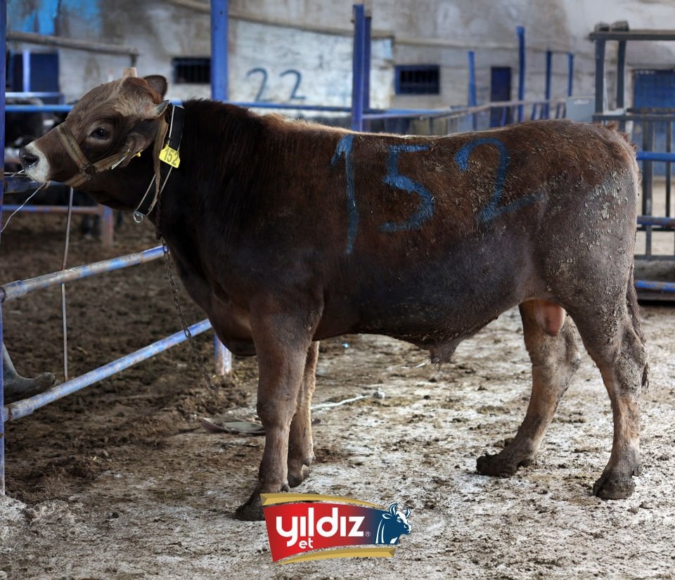 152 Tosun Hissesi