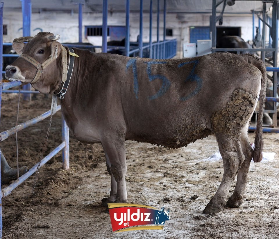 153 Düve Hissesi