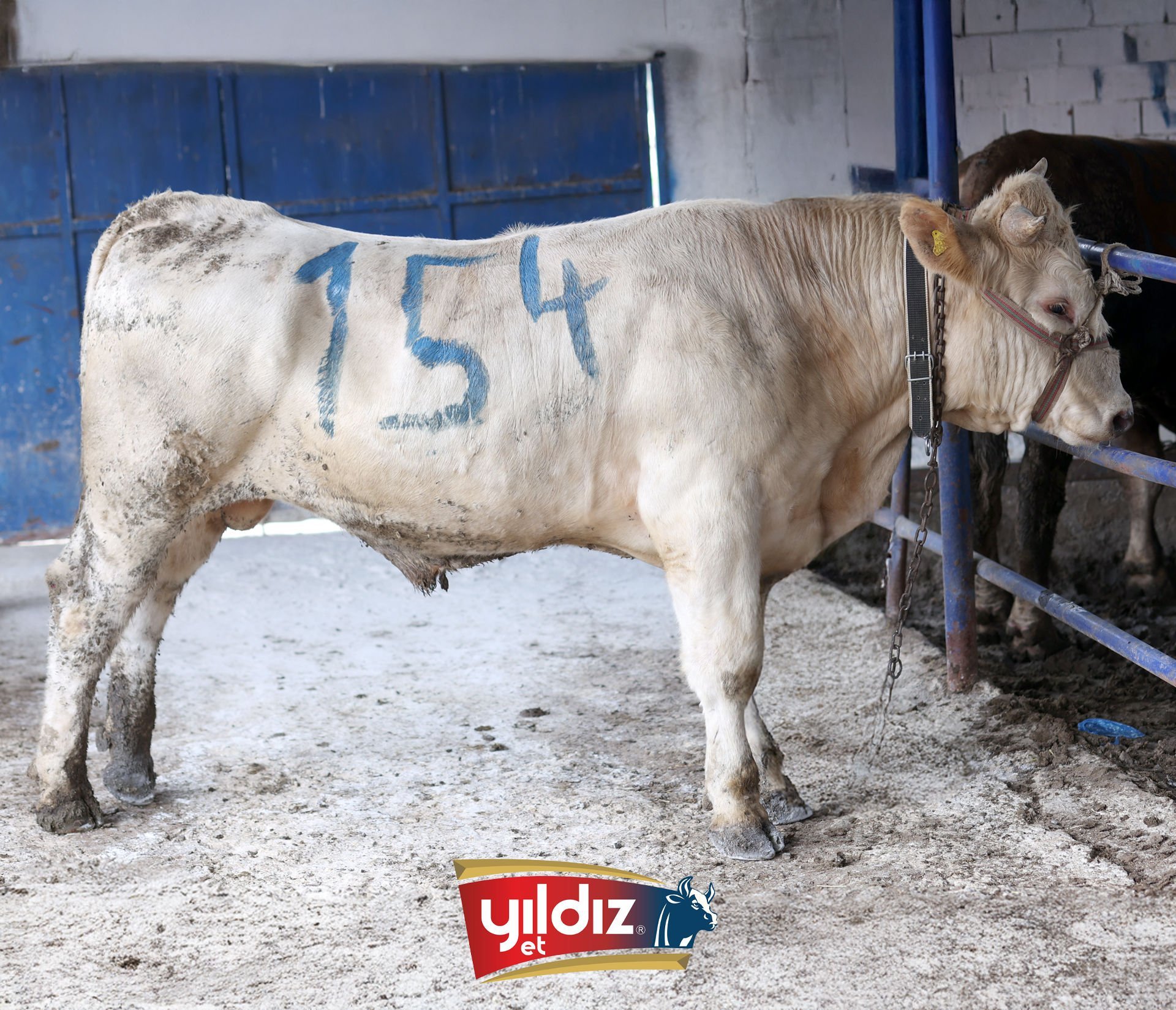 154 Tosun Hissesi