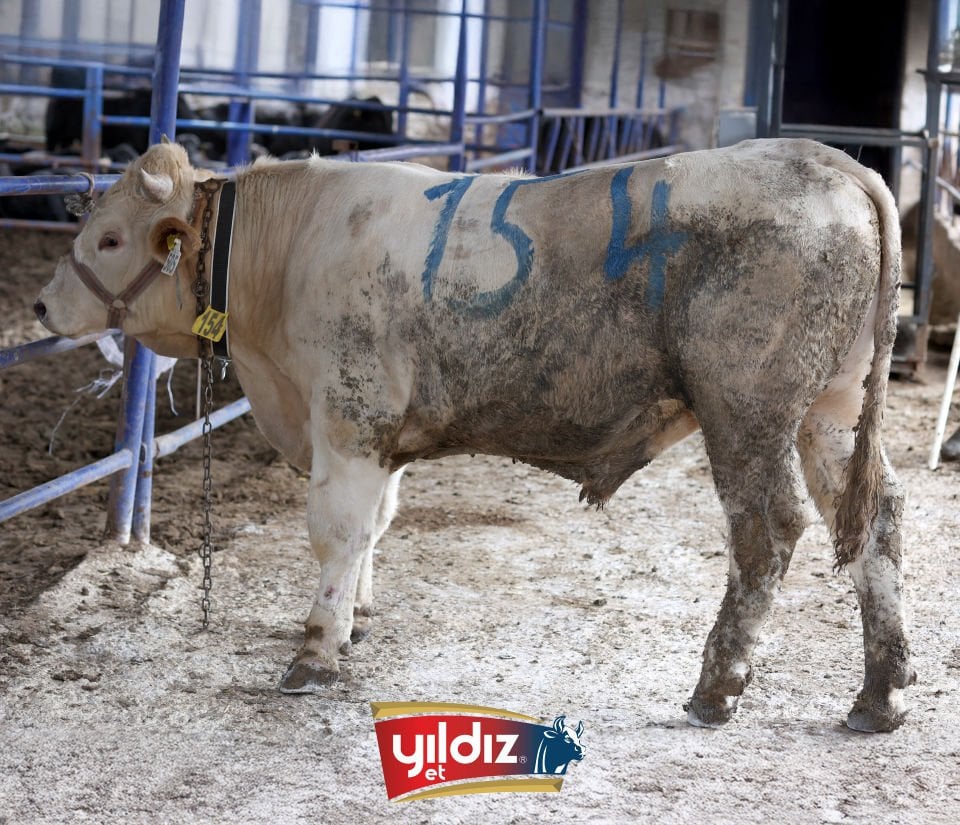 154 Tosun Hissesi