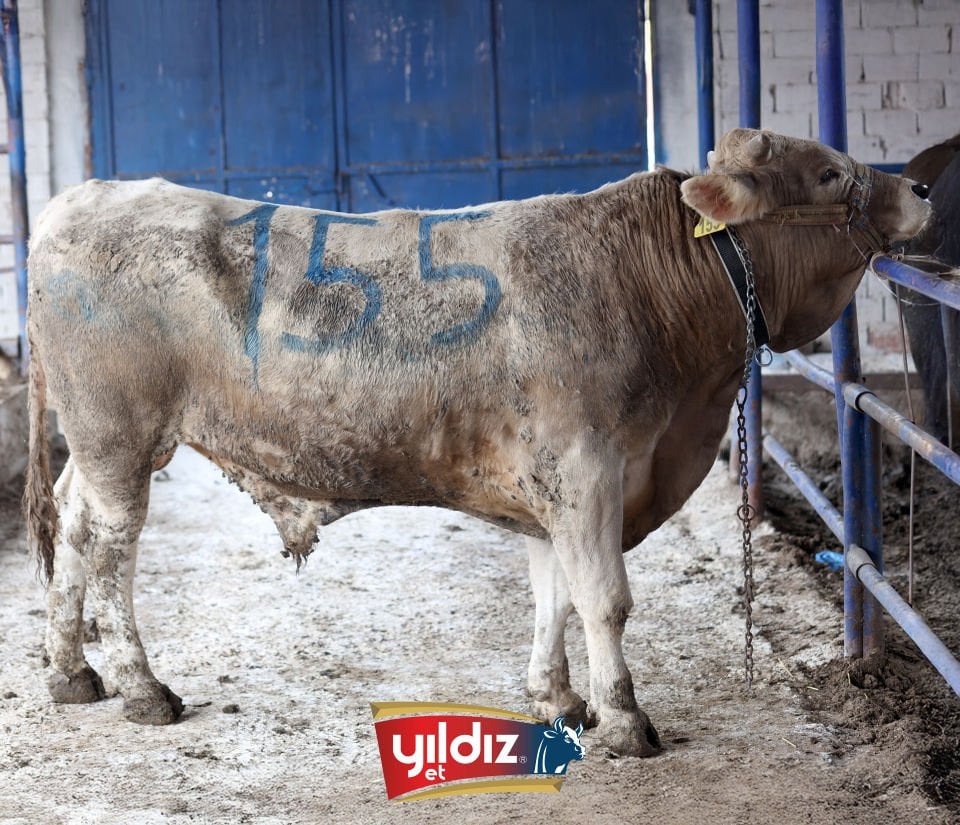 155 Tosun Hissesi