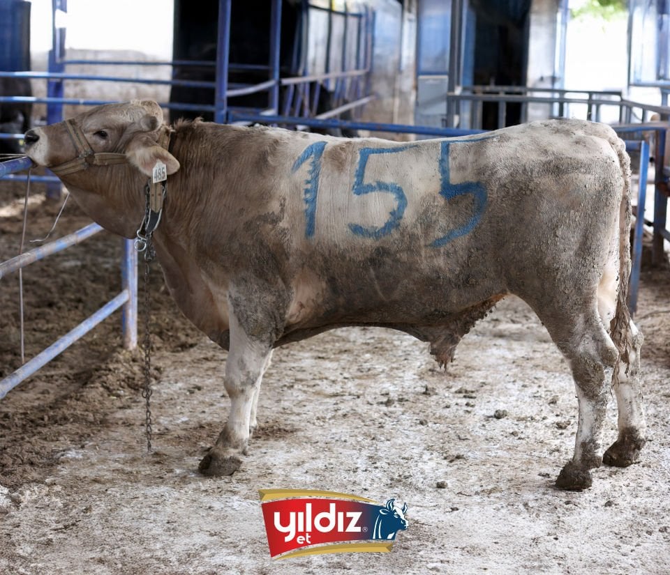 155 Tosun Hissesi