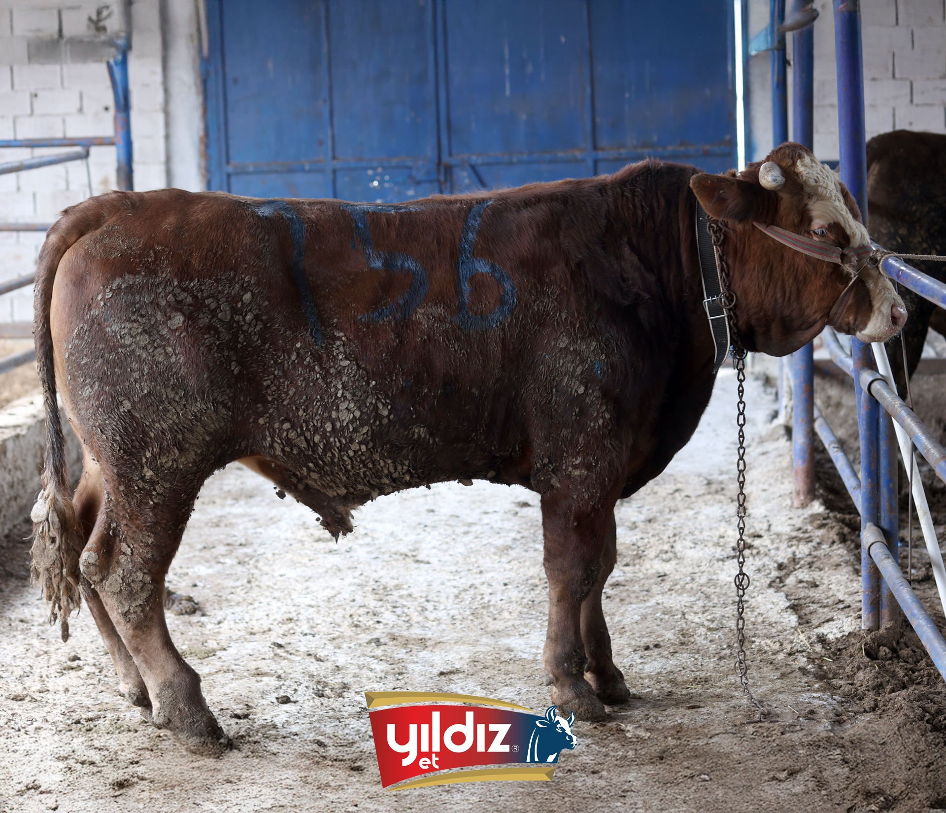 156 Tosun Hissesi