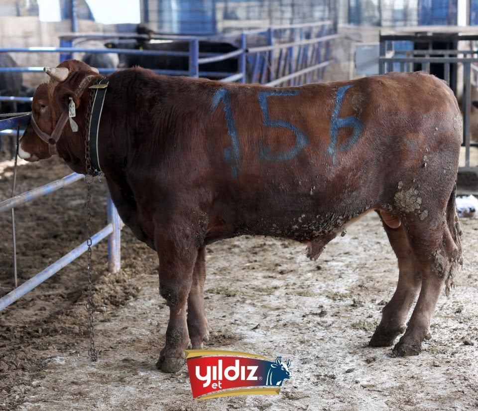 156 Tosun Hissesi