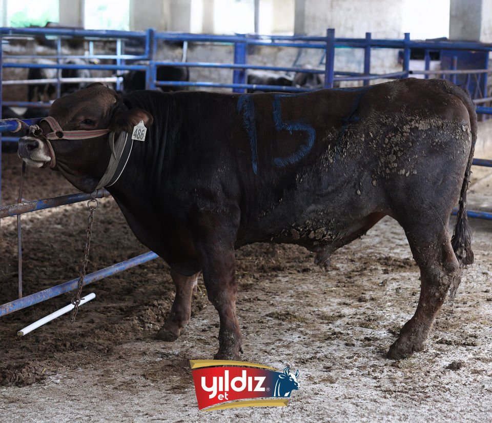 157 Tosun Hissesi