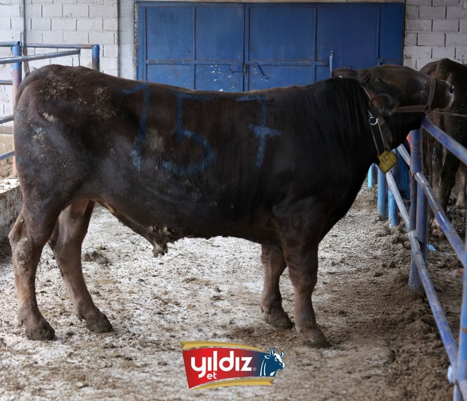 157 Tosun Hissesi