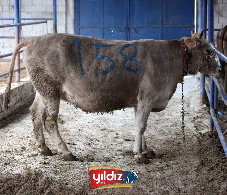 158 Düve Hissesi