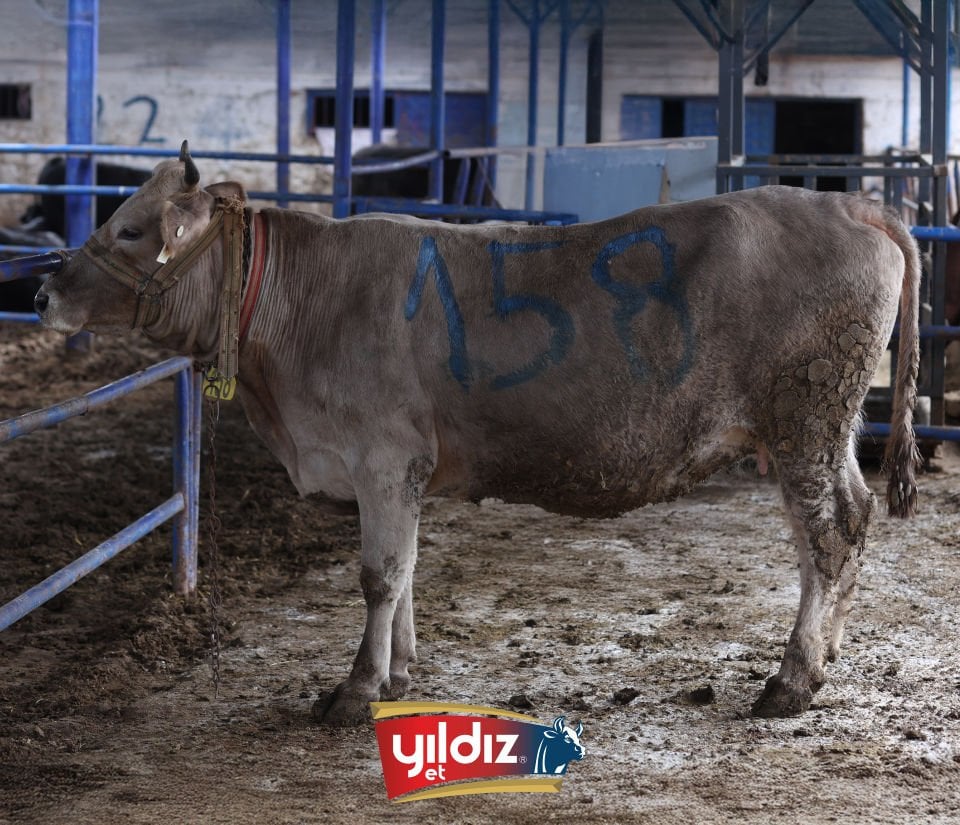 158 Düve Hissesi