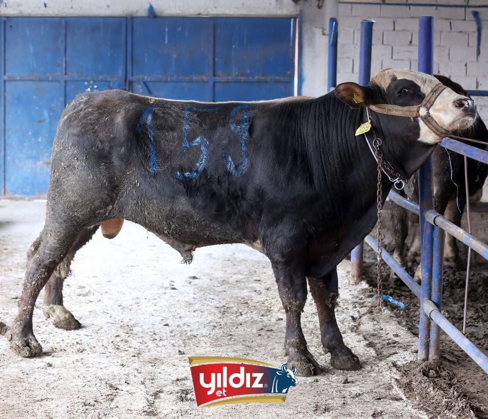 159 Tosun Hissesi