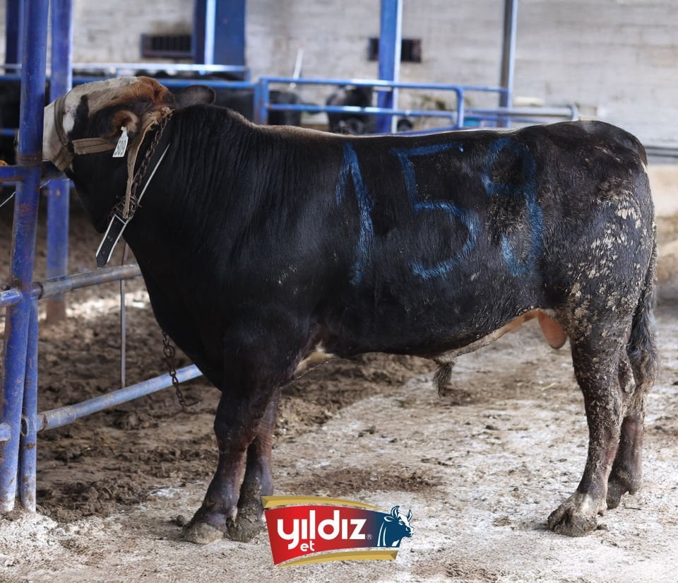159 Tosun Hissesi