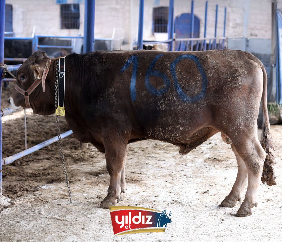 160 Tosun Hissesi