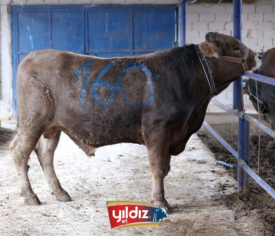 160 Tosun Hissesi