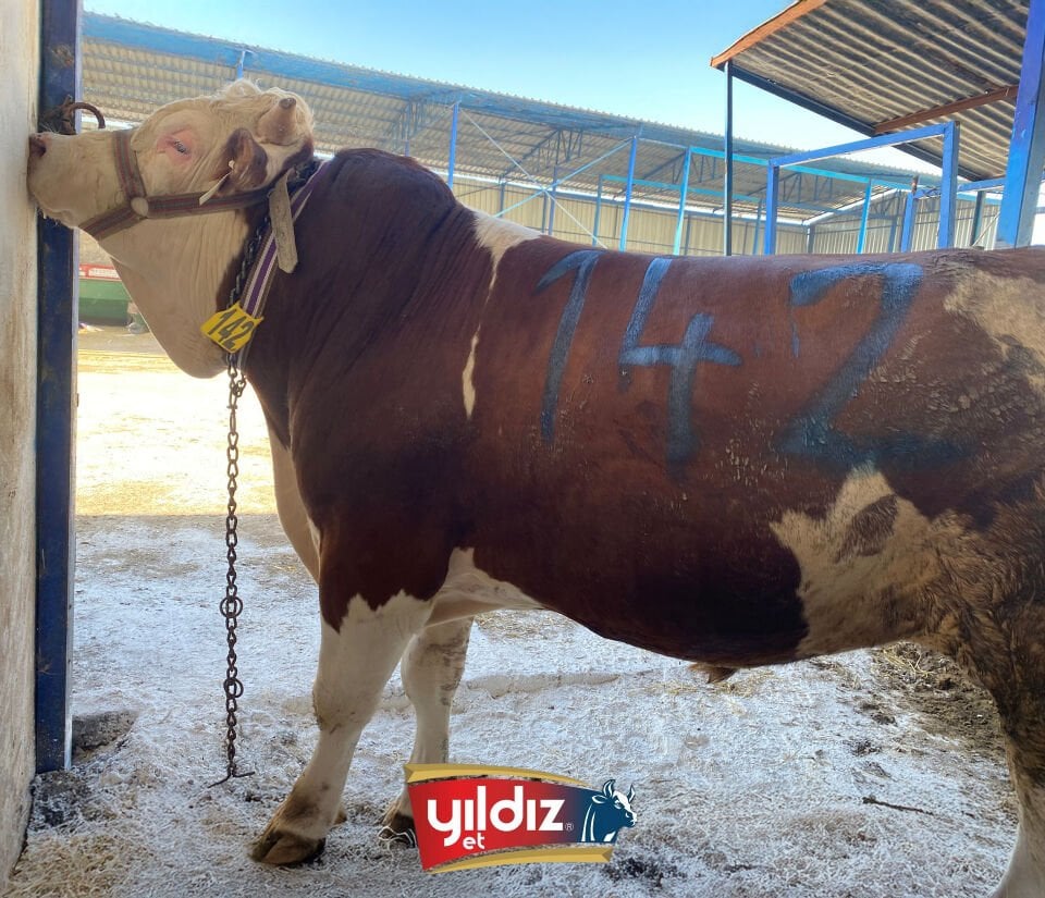 142 Tosun Hissesi