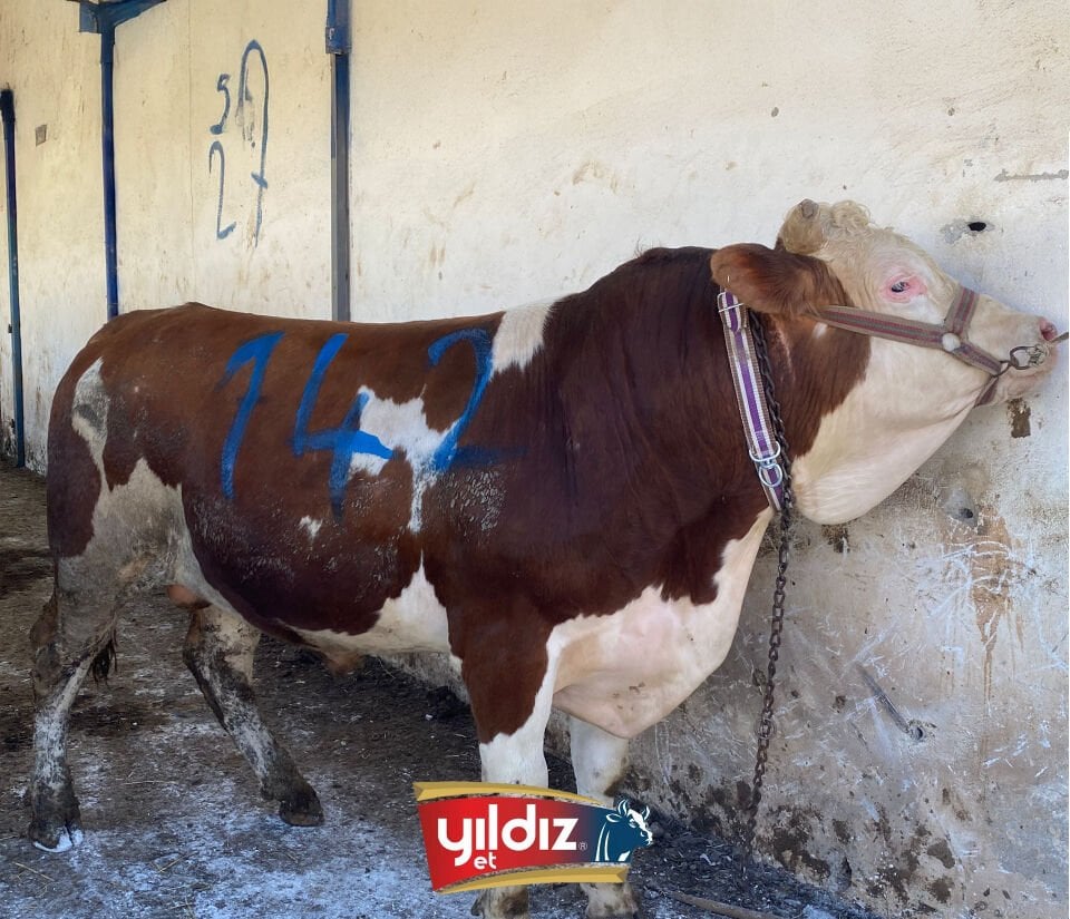 142 Tosun Hissesi