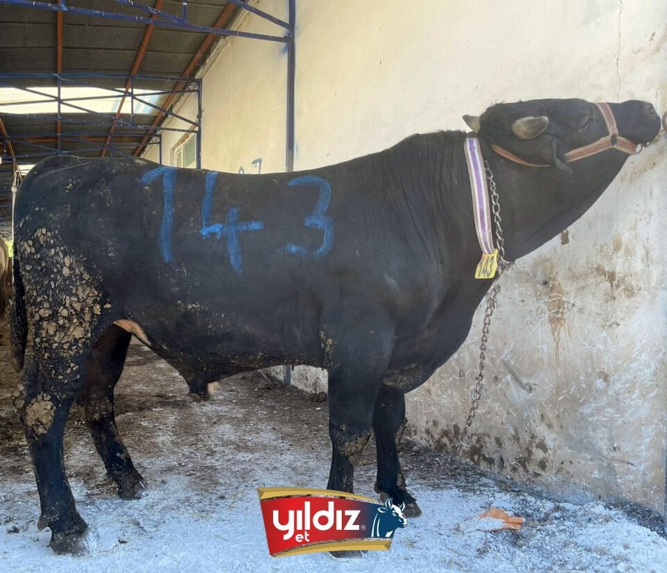 143 Tosun Hissesi