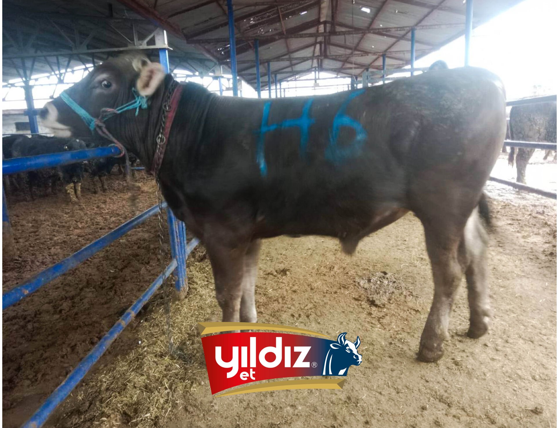 H6 Tosun Hissesi