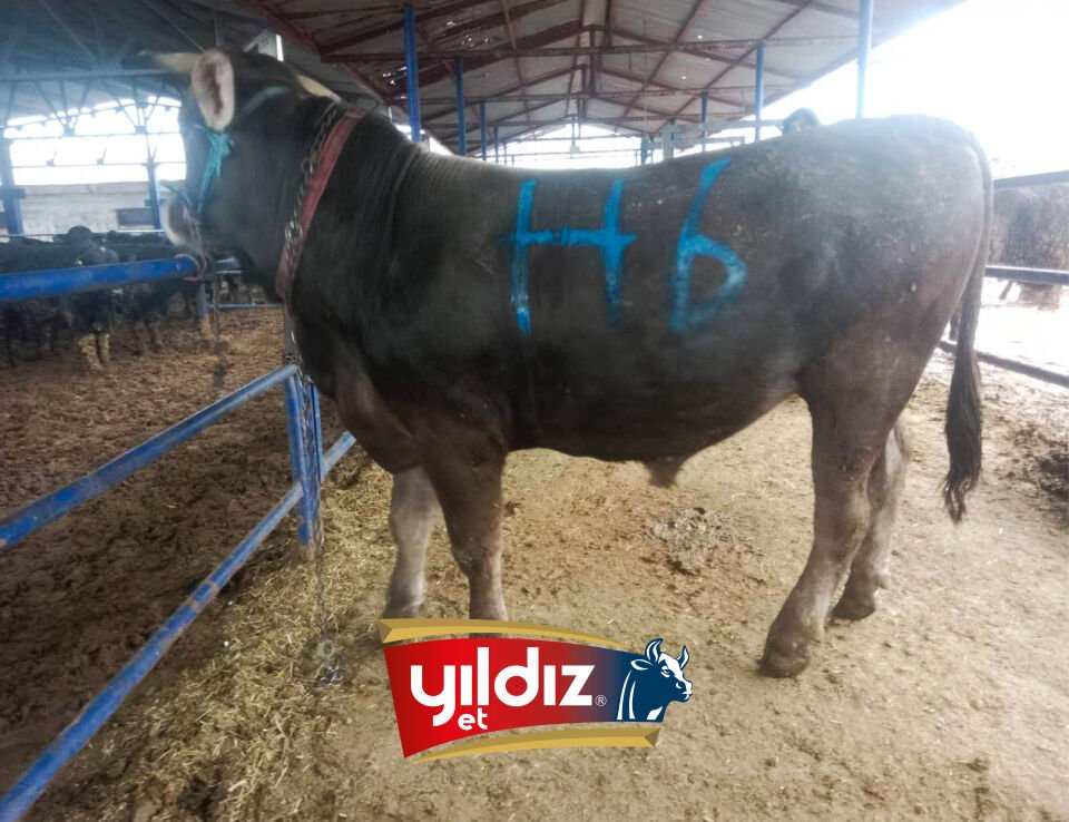 H6 Tosun Hissesi