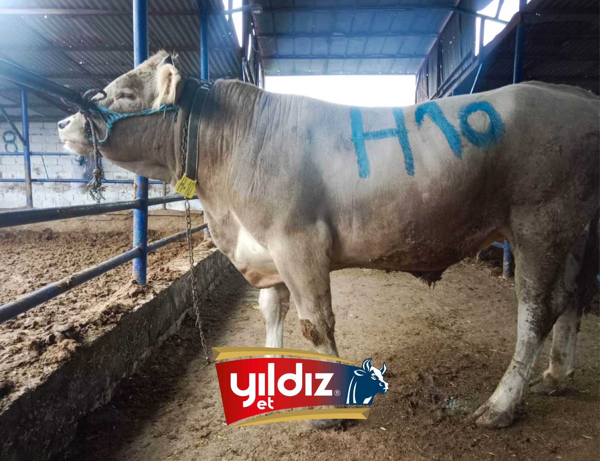 H10 Tosun Hissesi