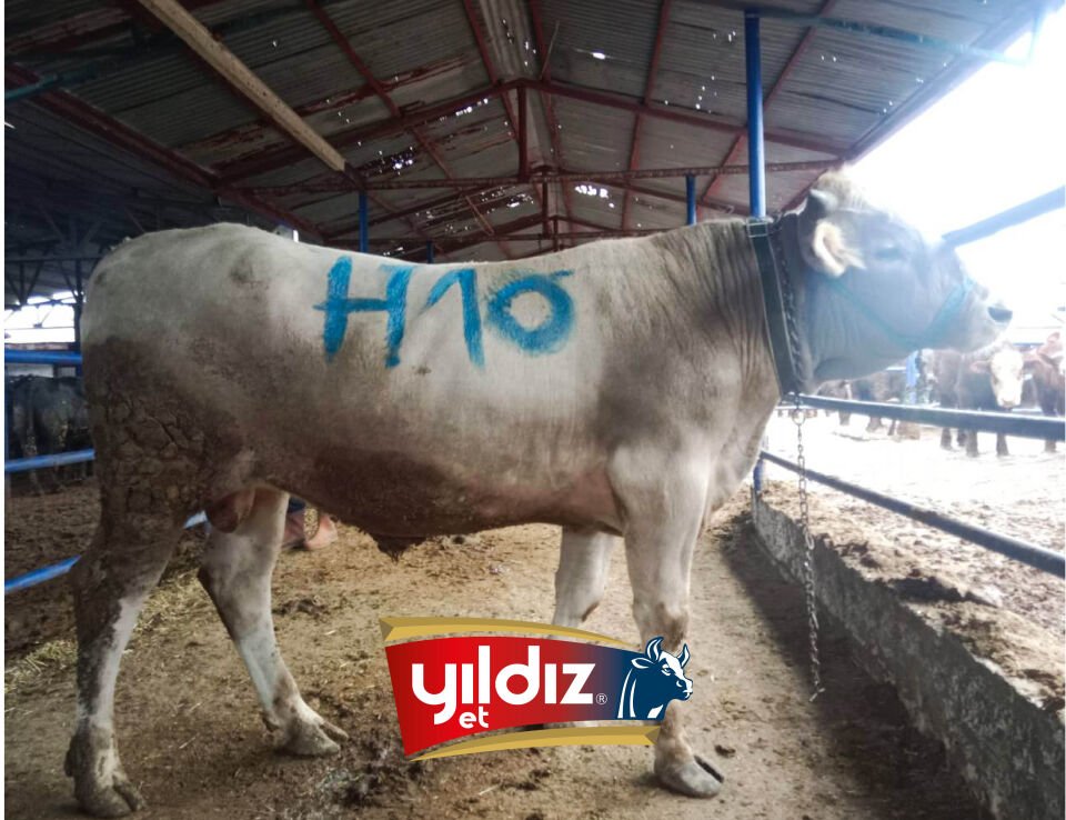 H10 Tosun Hissesi