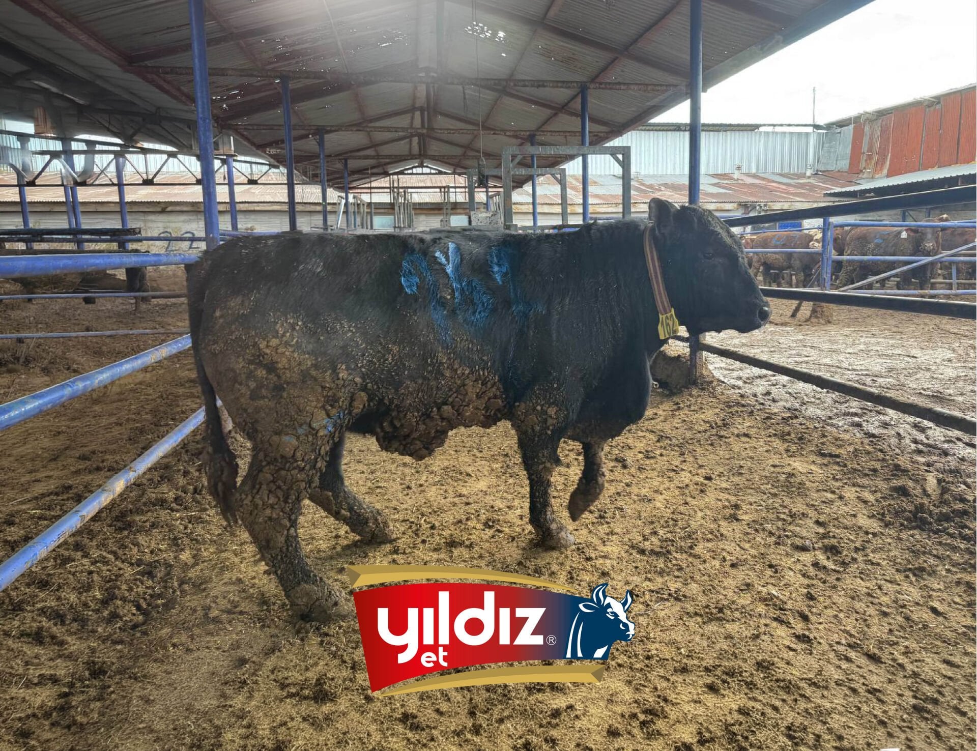 161 Tosun Hissesi