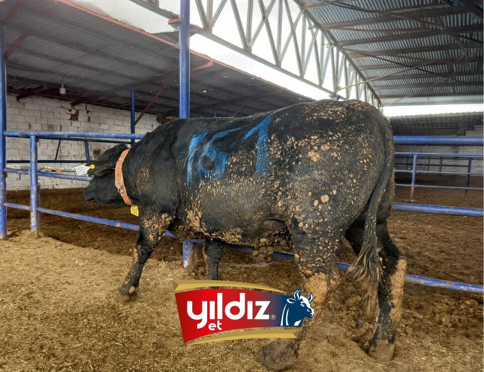 161 Tosun Hissesi