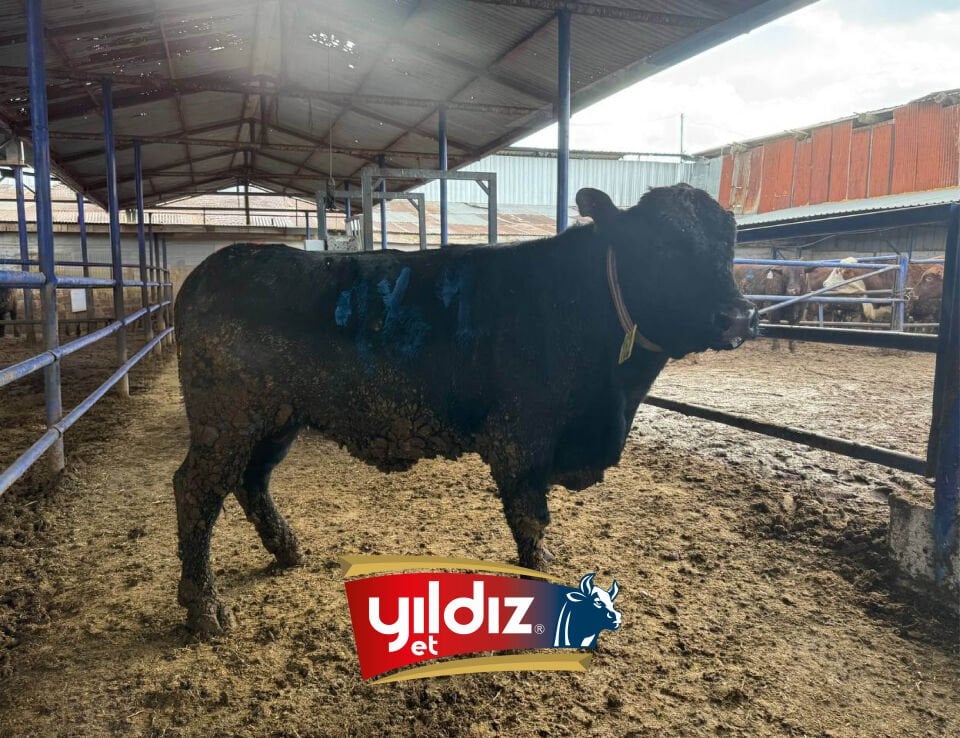 162 Tosun Hissesi