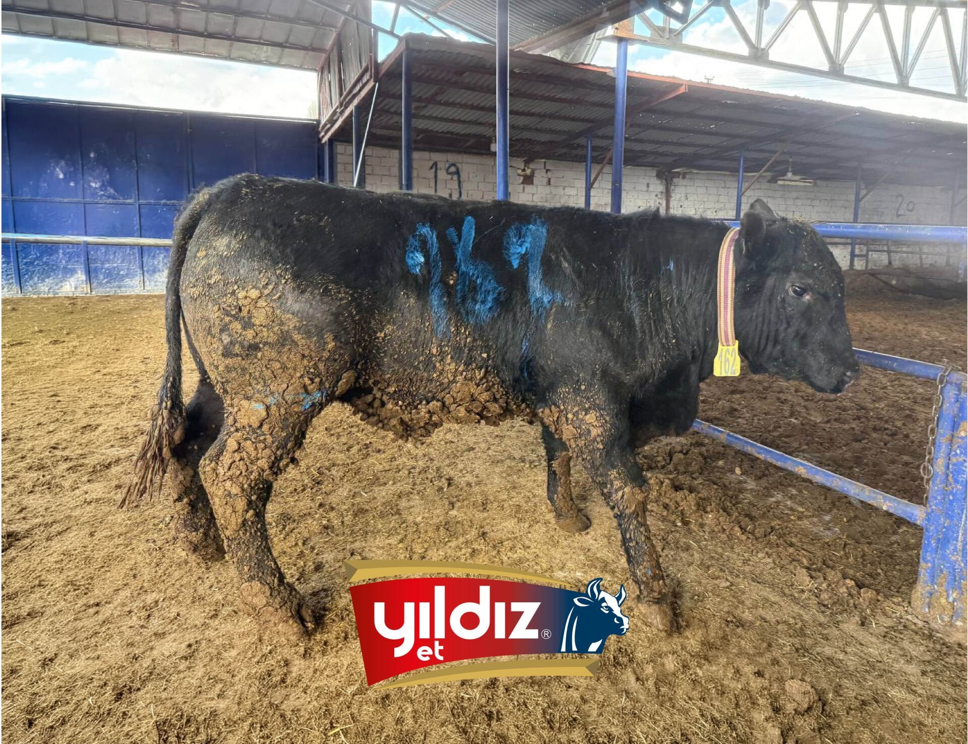 162 Tosun Hissesi