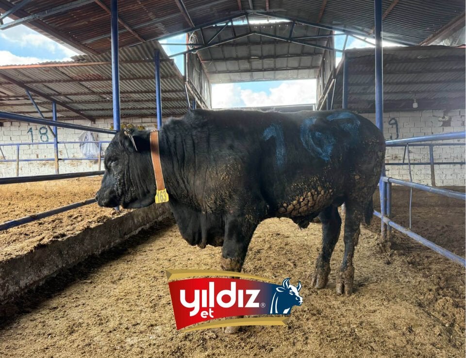 163 Tosun Hissesi
