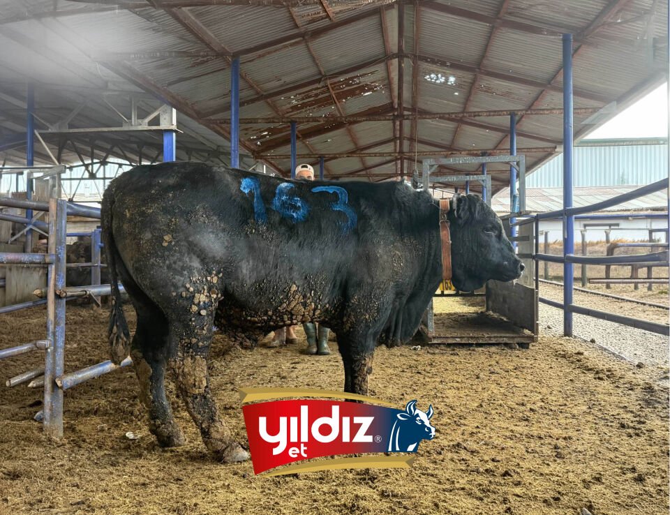 163 Tosun Hissesi