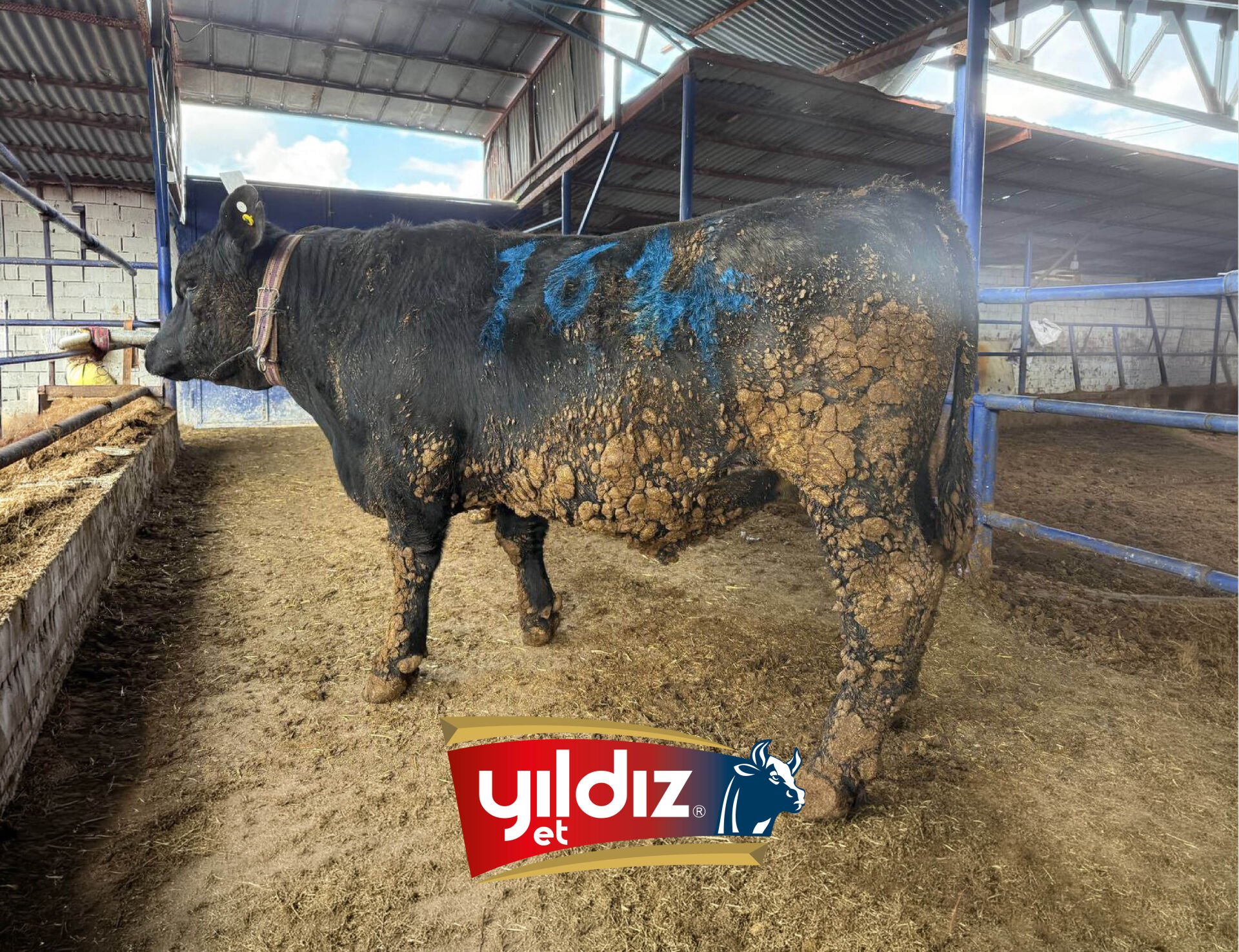 164 Tosun Hissesi