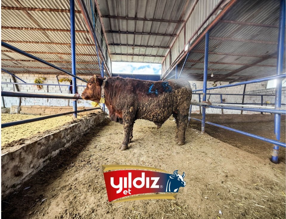 48 Tosun Hissesi