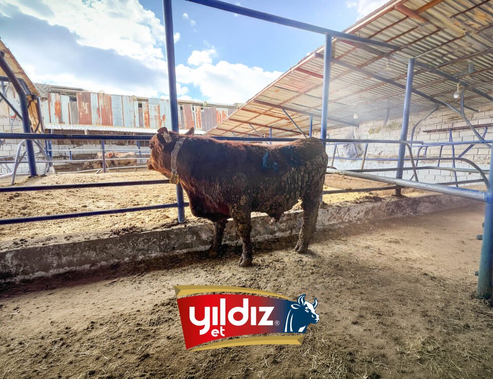 48 Tosun Hissesi