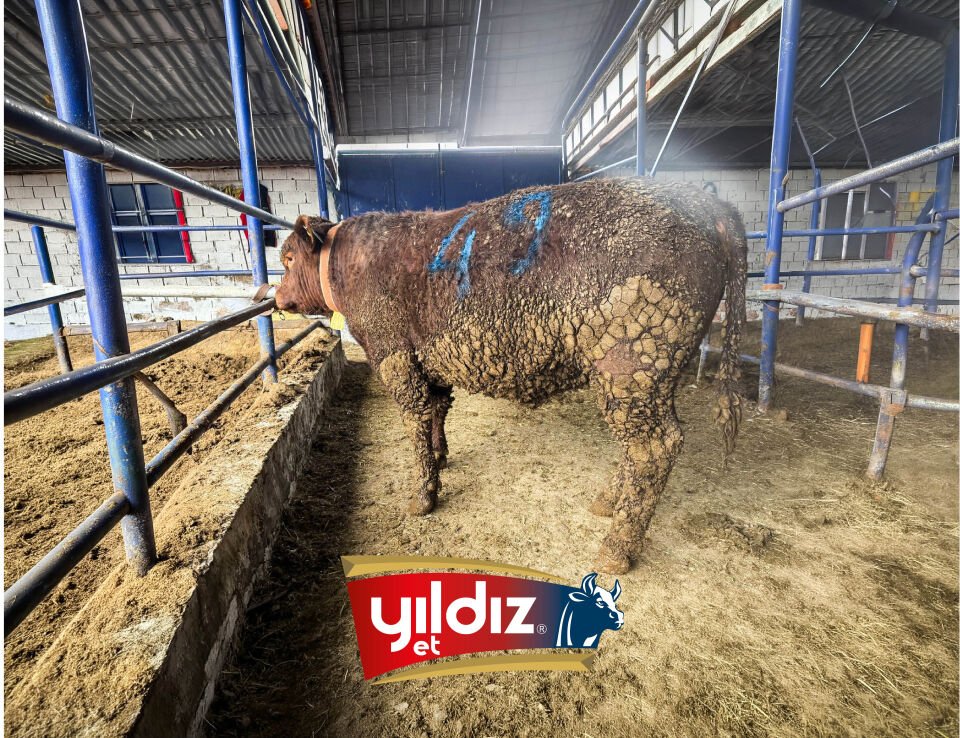 49 Tosun Hissesi