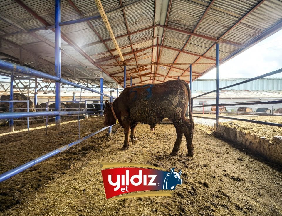 53 Tosun Hissesi