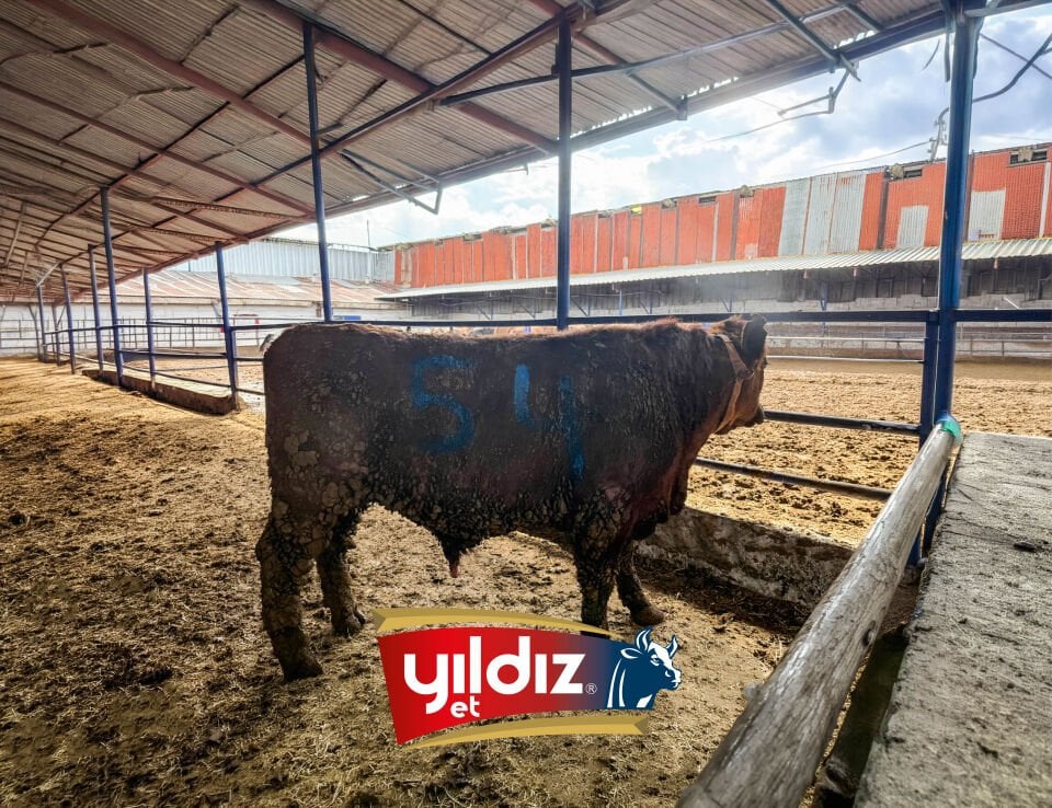 54 Tosun Hissesi