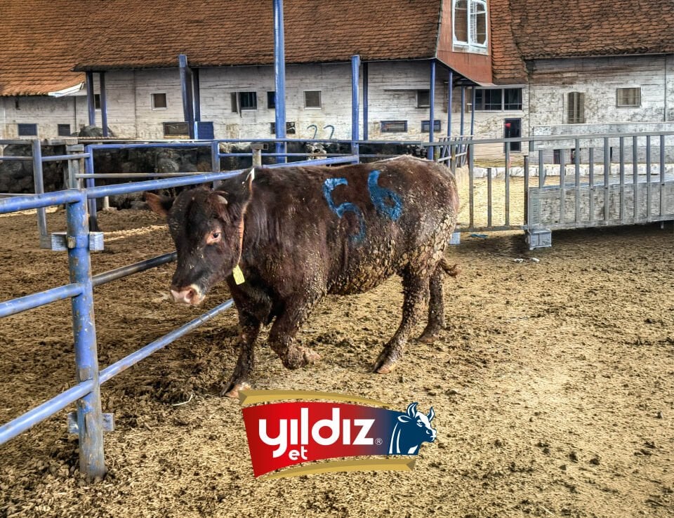 56 Tosun Hissesi