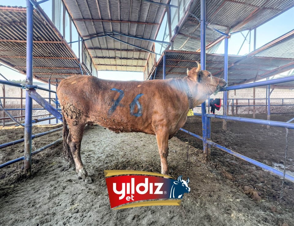 76 Düve Hissesi