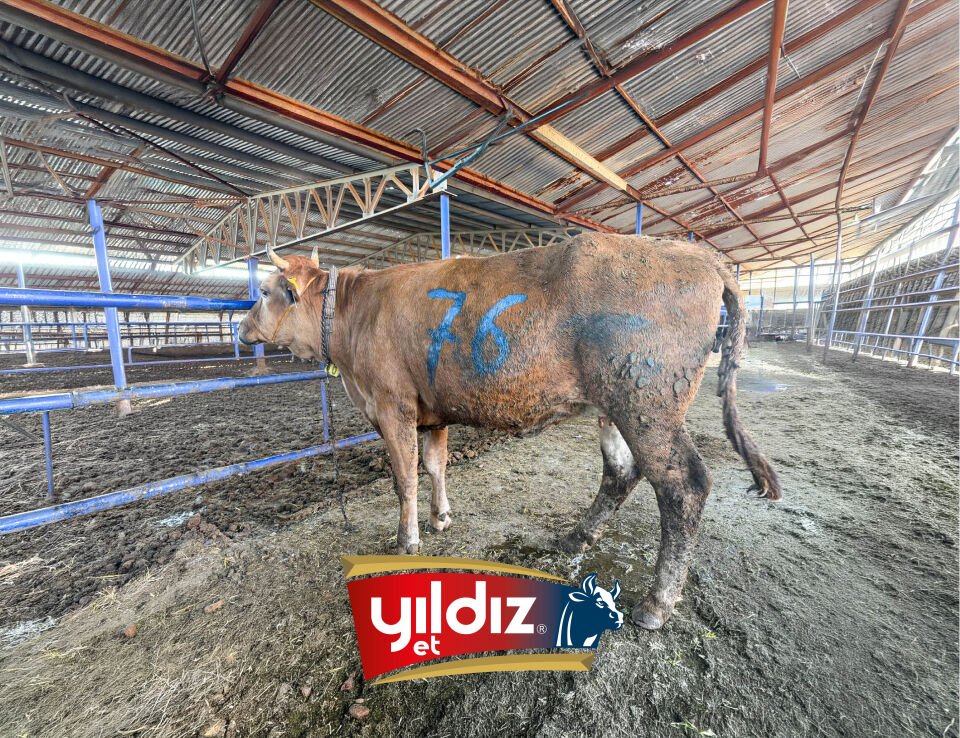 76 Düve Hissesi
